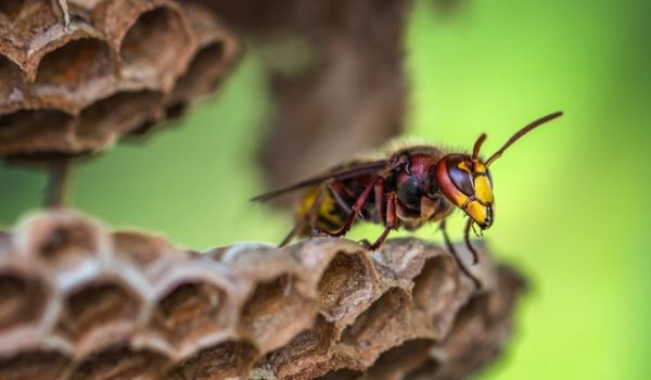 3 Major Reasons To Hire A Wasp Exterminator