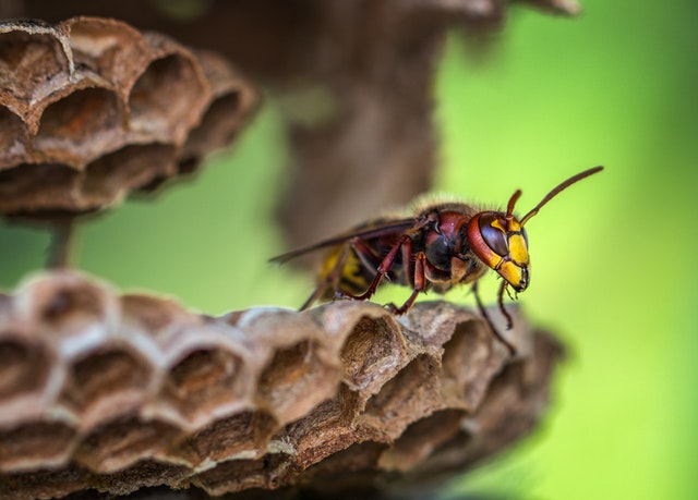3 Major Reasons To Hire A Wasp Exterminator